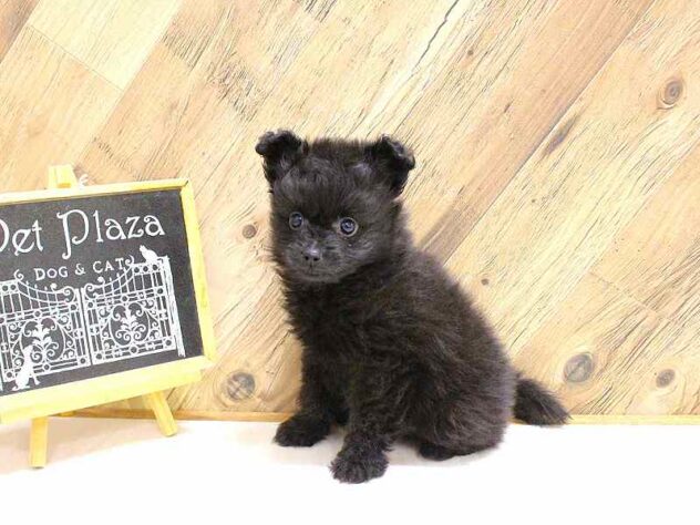 兵庫県のポメプー(ポメラニアン×プードル) (ペット・プラザ アミーゴつかしん店/2026年2月17日生まれ/男の子/ブラック)の子犬の2枚目の画像