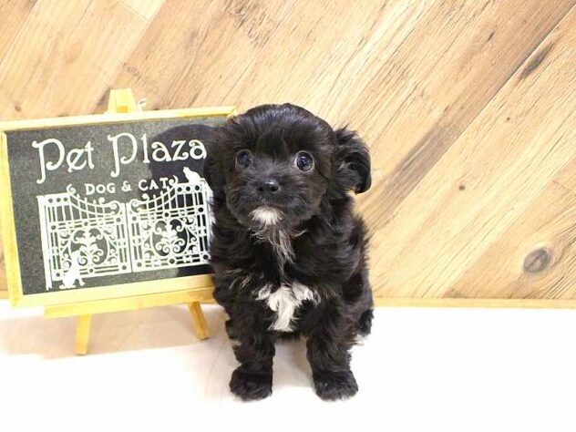 兵庫県のチワプー/プーチー(チワワ×プードル) (ペット・プラザ アミーゴつかしん店/2026年2月16日生まれ/男の子/ブラック)の子犬の1枚目の画像
