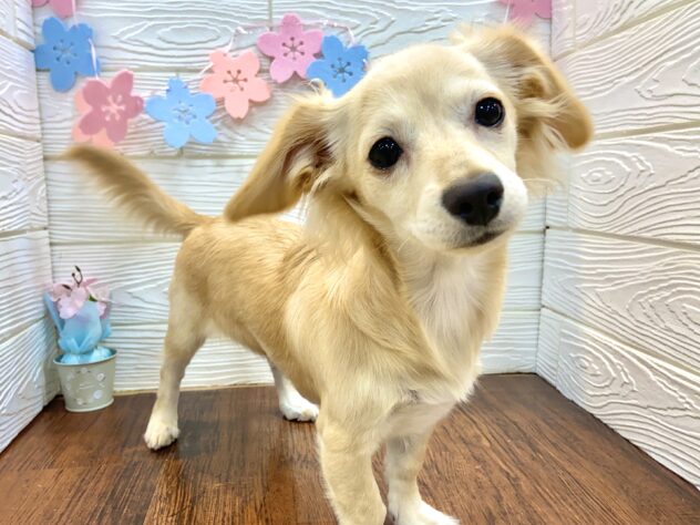 兵庫県のチワックス(チワワ×ダックス) (ワンキャラット アミーゴ姫路飾磨店/2025年10月15日生まれ/女の子/クリーム)の子犬の1枚目の画像