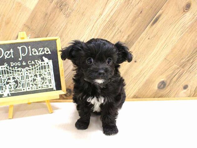 兵庫県のチワプー/プーチー(チワワ×プードル) (ペット・プラザ アミーゴつかしん店/2026年2月16日生まれ/男の子/ブラック)の子犬の3枚目の画像