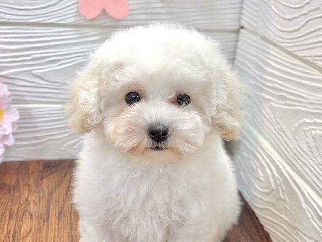 兵庫県のトイプードル(トイ) (ワンキャラット アミーゴ姫路飾磨店/2026年1月18日生まれ/女の子/ホワイト)の子犬の1枚目の画像