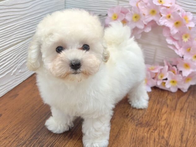 兵庫県のトイプードル(トイ) (ワンキャラット アミーゴ姫路飾磨店/2026年1月18日生まれ/女の子/ホワイト)の子犬の2枚目の画像