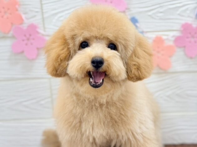 兵庫県のトイプードル(トイ) (ワンキャラット アミーゴ姫路飾磨店/2025年12月4日生まれ/男の子/ペールフォーン)の子犬の1枚目の画像