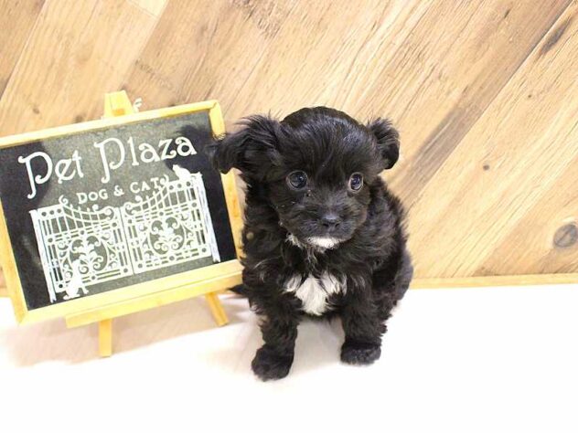 兵庫県のチワプー/プーチー(チワワ×プードル) (ペット・プラザ アミーゴつかしん店/2026年2月16日生まれ/男の子/ブラック)の子犬の2枚目の画像