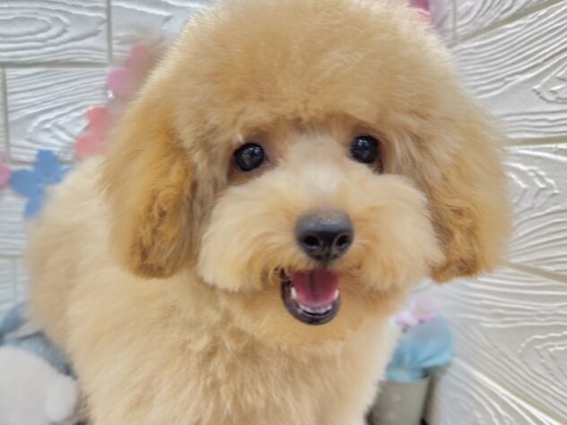 兵庫県のトイプードル(トイ) (ワンキャラット アミーゴ姫路飾磨店/2025年12月4日生まれ/男の子/ペールフォーン)の子犬の2枚目の画像