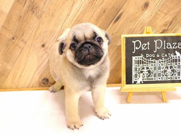 兵庫県のパグ (ペット・プラザ アミーゴつかしん店/2026年2月22日生まれ/男の子/フォーン)の子犬の4枚目の画像