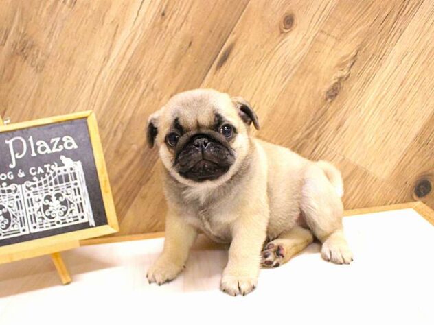 兵庫県のパグ (ペット・プラザ アミーゴつかしん店/2026年2月22日生まれ/男の子/フォーン)の子犬の3枚目の画像