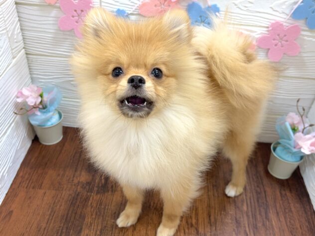 兵庫県のポメラニアン (ワンキャラット アミーゴ姫路飾磨店/2025年10月12日生まれ/男の子/オレンジ)の子犬の3枚目の画像