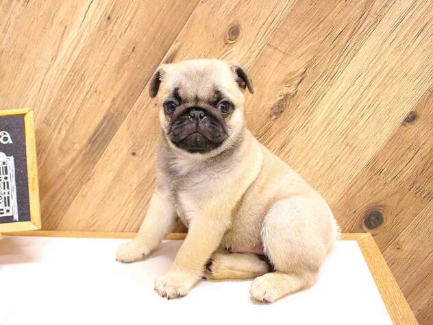 兵庫県のパグ (ペット・プラザ アミーゴつかしん店/2026年2月22日生まれ/男の子/フォーン)の子犬の2枚目の画像