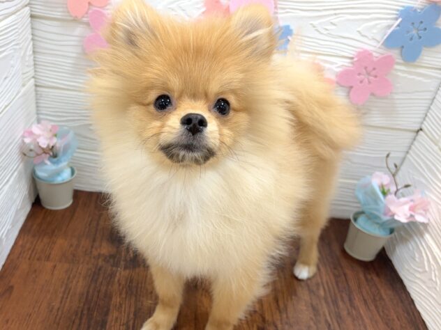 兵庫県のポメラニアン (ワンキャラット アミーゴ姫路飾磨店/2025年10月12日生まれ/男の子/オレンジ)の子犬の2枚目の画像