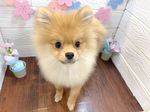 兵庫県のポメラニアン (ワンキャラット アミーゴ姫路飾磨店/2025年10月12日生まれ/男の子/オレンジ)の子犬の1枚目の画像