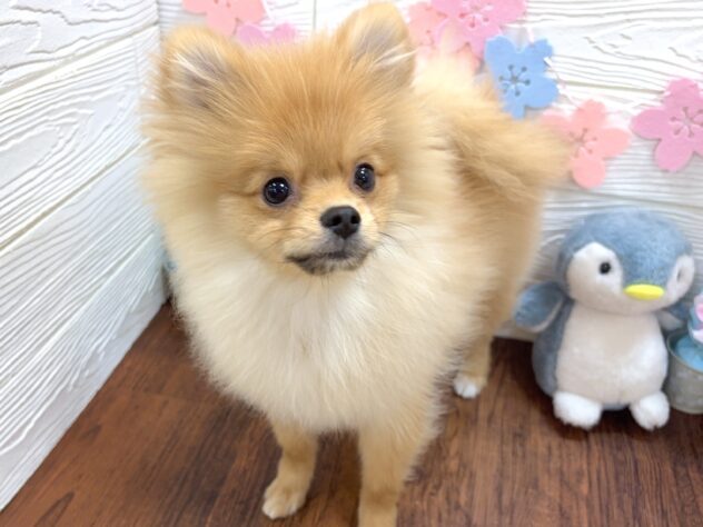 兵庫県のポメラニアン (ワンキャラット アミーゴ姫路飾磨店/2025年10月12日生まれ/男の子/オレンジ)の子犬の4枚目の画像