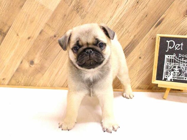 2026年2月22日生まれのパグ