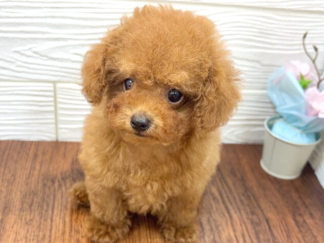 兵庫県のトイプードル(トイ) (ワンキャラット アミーゴ姫路飾磨店/2026年1月30日生まれ/男の子/レッド)の子犬の1枚目の画像