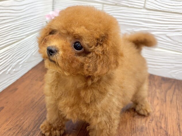 兵庫県のトイプードル(トイ) (ワンキャラット アミーゴ姫路飾磨店/2026年1月30日生まれ/男の子/レッド)の子犬の3枚目の画像