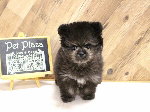 兵庫県のポメプー(ポメラニアン×プードル) (ペット・プラザ アミーゴつかしん店/2026年2月10日生まれ/男の子/ブラック)の子犬の3枚目の画像