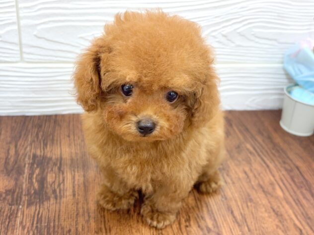 兵庫県のトイプードル(トイ) (ワンキャラット アミーゴ姫路飾磨店/2026年1月30日生まれ/男の子/レッド)の子犬の2枚目の画像