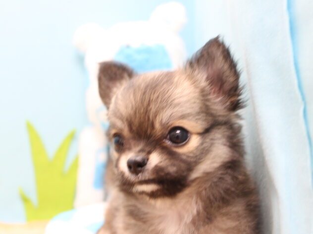 愛媛県のチワワ(ロング) (アミーゴ今治店/2026年1月30日生まれ/女の子/フォーン)の子犬の2枚目の画像