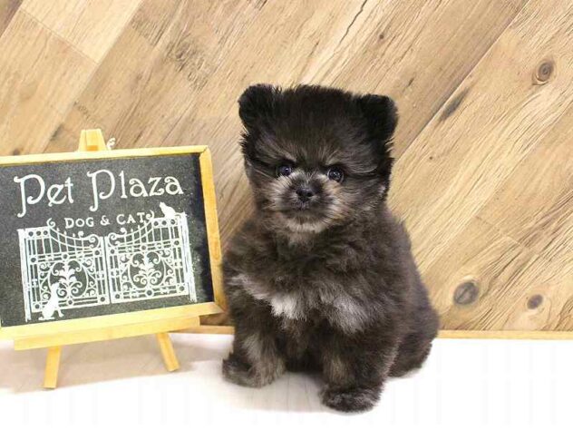 兵庫県のポメプー(ポメラニアン×プードル) (ペット・プラザ アミーゴつかしん店/2026年2月10日生まれ/男の子/ブラック)の子犬の2枚目の画像