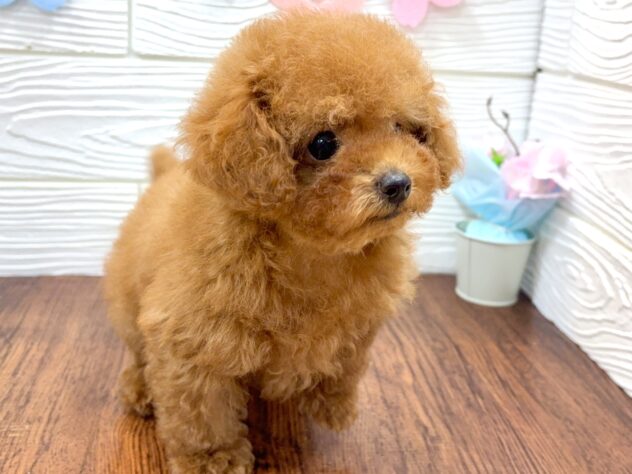 兵庫県のトイプードル(トイ) (ワンキャラット アミーゴ姫路飾磨店/2026年1月30日生まれ/男の子/レッド)の子犬の4枚目の画像