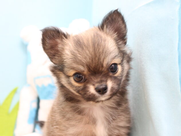 愛媛県のチワワ(ロング) (アミーゴ今治店/2026年1月30日生まれ/女の子/フォーン)の子犬の1枚目の画像