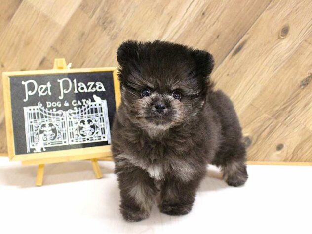 兵庫県のポメプー(ポメラニアン×プードル) (ペット・プラザ アミーゴつかしん店/2026年2月10日生まれ/男の子/ブラック)の子犬の1枚目の画像