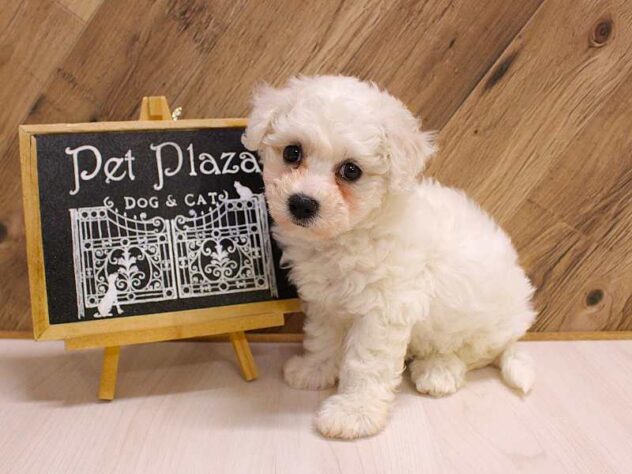 兵庫県のビションフリーゼ (ペット・プラザ アミーゴつかしん店/2026年2月24日生まれ/女の子/ホワイト)の子犬の4枚目の画像