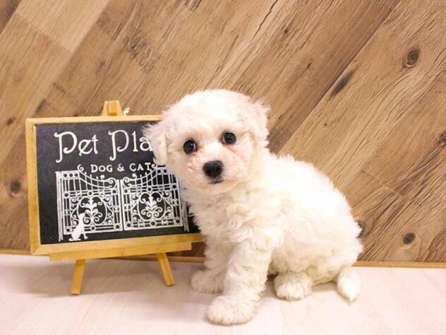 兵庫県のビションフリーゼ (ペット・プラザ アミーゴつかしん店/2026年2月24日生まれ/女の子/ホワイト)の子犬の3枚目の画像