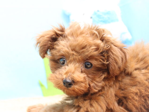 愛媛県のトイプードル(トイ) (アミーゴ今治店/2025年12月22日生まれ/女の子/レッドフォーン)の子犬の1枚目の画像