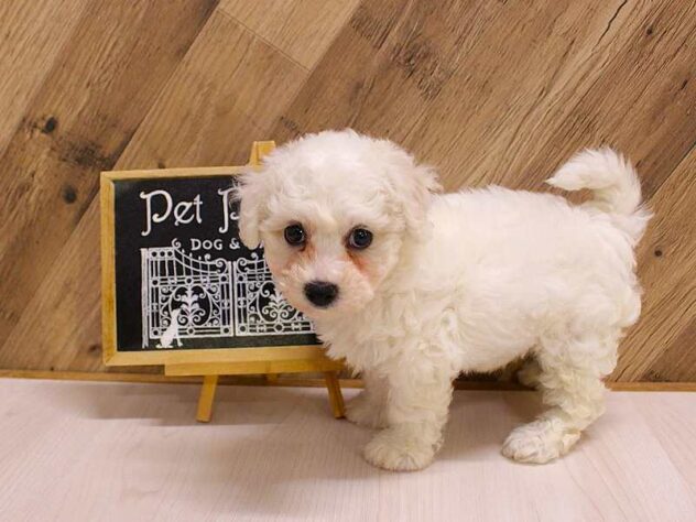 兵庫県のビションフリーゼ (ペット・プラザ アミーゴつかしん店/2026年2月24日生まれ/女の子/ホワイト)の子犬の2枚目の画像