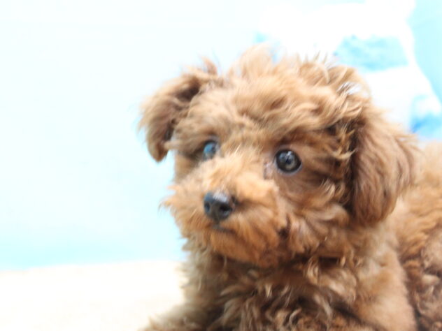 愛媛県のトイプードル(トイ) (アミーゴ今治店/2025年12月22日生まれ/女の子/レッドフォーン)の子犬の2枚目の画像