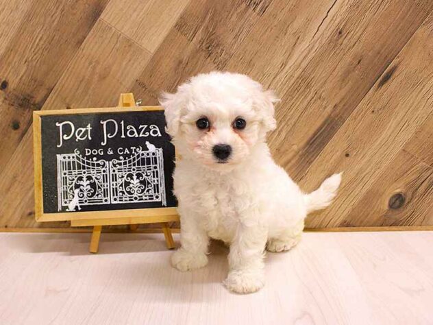 兵庫県のビションフリーゼ (ペット・プラザ アミーゴつかしん店/2026年2月24日生まれ/女の子/ホワイト)の子犬の1枚目の画像