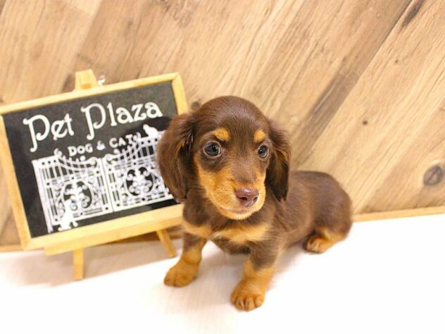 兵庫県のミニチュアダックスフンド(ロング) (ペット・プラザ アミーゴつかしん店/2026年2月15日生まれ/男の子/チョコレートタン)の子犬の3枚目の画像