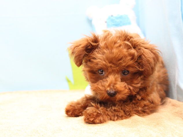 愛媛県のトイプードル(トイ) (アミーゴ今治店/2025年12月22日生まれ/女の子/レッドフォーン)の子犬の3枚目の画像