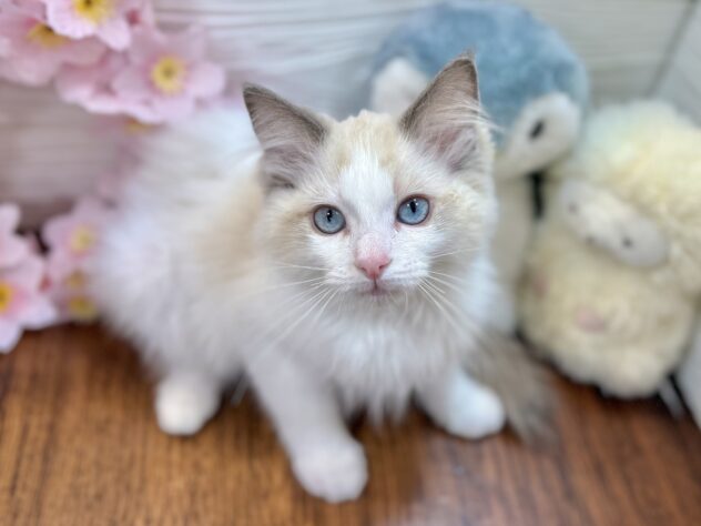 兵庫県のラグドール (ワンキャラット アミーゴ姫路飾磨店/2026年1月18日生まれ/女の子/ブルーポイントバイカラー)の子猫の2枚目の画像