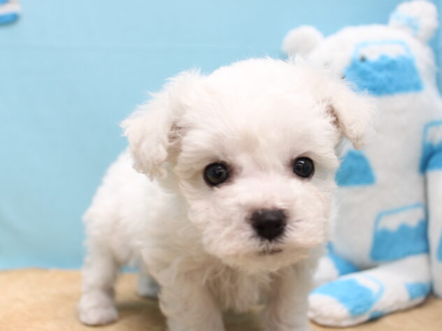 愛媛県のビションフリーゼ (アミーゴ今治店/2026年2月2日生まれ/女の子/ホワイト)の子犬の1枚目の画像