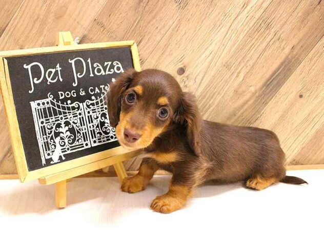 兵庫県のミニチュアダックスフンド(ロング) (ペット・プラザ アミーゴつかしん店/2026年2月15日生まれ/男の子/チョコレートタン)の子犬の2枚目の画像