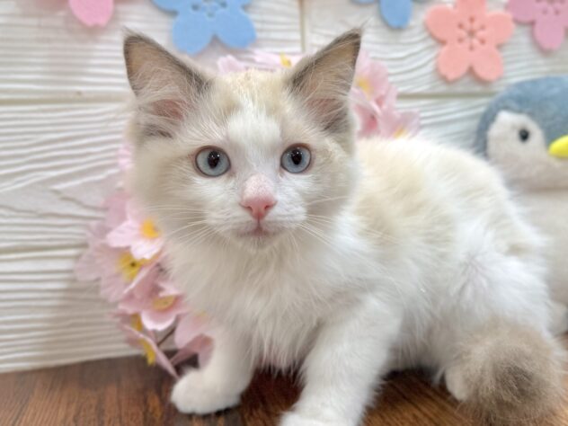 兵庫県のラグドール (ワンキャラット アミーゴ姫路飾磨店/2026年1月18日生まれ/女の子/ブルーポイントバイカラー)の子猫の1枚目の画像