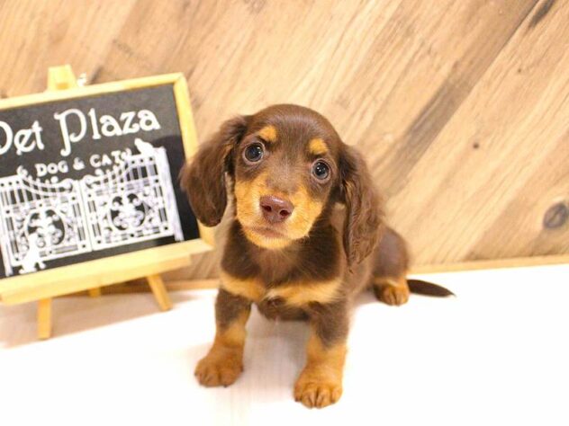 兵庫県のミニチュアダックスフンド(ロング) (ペット・プラザ アミーゴつかしん店/2026年2月15日生まれ/男の子/チョコレートタン)の子犬の1枚目の画像