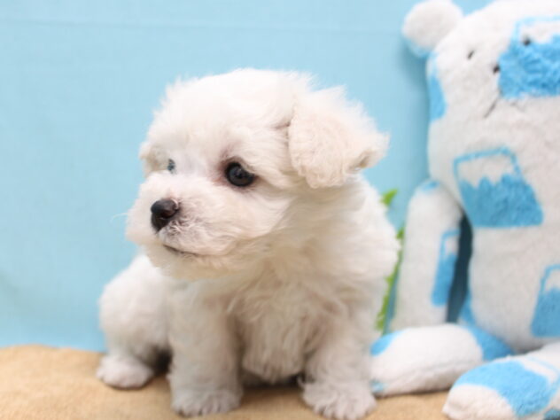 愛媛県のビションフリーゼ (アミーゴ今治店/2026年2月2日生まれ/女の子/ホワイト)の子犬の2枚目の画像