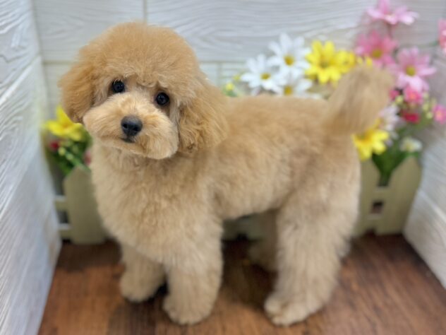 兵庫県のトイプードル(トイ) (ワンキャラット アミーゴ姫路飾磨店/2025年12月4日生まれ/男の子/ペールフォーン)の子犬の3枚目の画像
