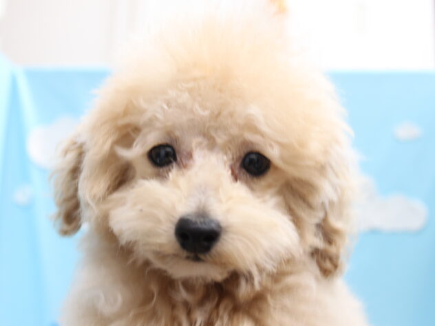 愛媛県のトイプードル(トイ) (アミーゴ今治店/2025年12月3日生まれ/男の子/ペールフォーン)の子犬の1枚目の画像