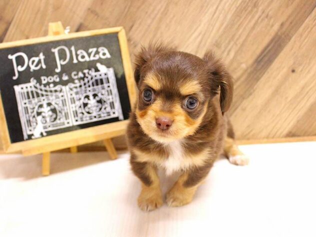 兵庫県のハーフ犬・ミックス犬 (ペット・プラザ アミーゴつかしん店/2026年2月14日生まれ/男の子/チョコレートタン)の子犬の3枚目の画像
