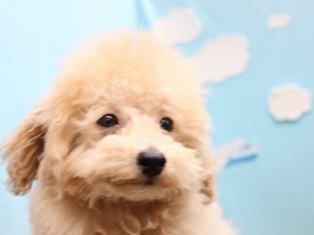 愛媛県のトイプードル(トイ) (アミーゴ今治店/2025年12月3日生まれ/男の子/ペールフォーン)の子犬の2枚目の画像
