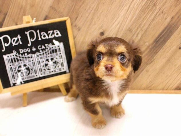 兵庫県のハーフ犬・ミックス犬 (ペット・プラザ アミーゴつかしん店/2026年2月14日生まれ/男の子/チョコレートタン)の子犬の2枚目の画像
