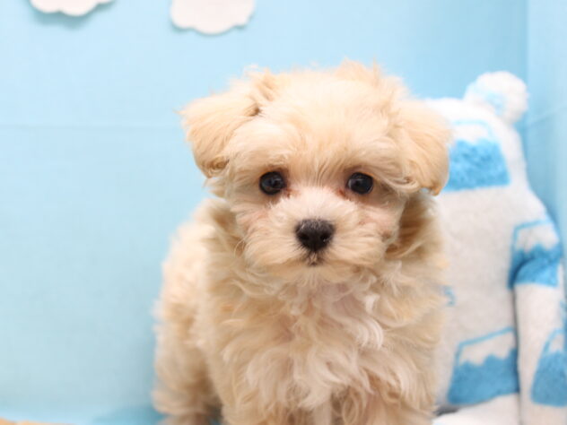 愛媛県のハーフ犬・ミックス犬 (アミーゴ今治店/2026年2月1日生まれ/女の子/クリーム)の子犬の3枚目の画像