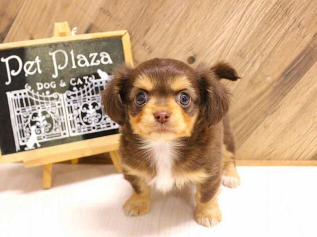 兵庫県のハーフ犬・ミックス犬 (ペット・プラザ アミーゴつかしん店/2026年2月14日生まれ/男の子/チョコレートタン)の子犬の1枚目の画像