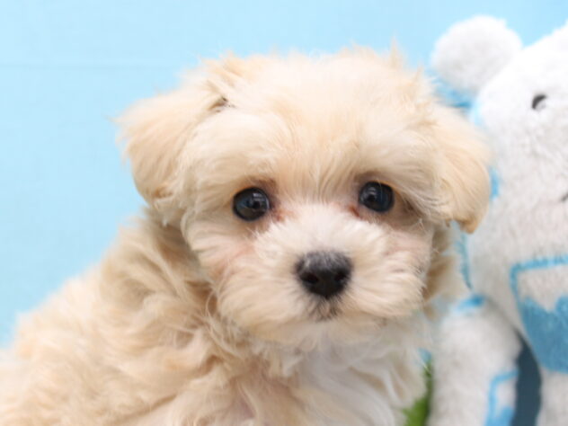 愛媛県のハーフ犬・ミックス犬 (アミーゴ今治店/2026年2月1日生まれ/女の子/クリーム)の子犬の1枚目の画像