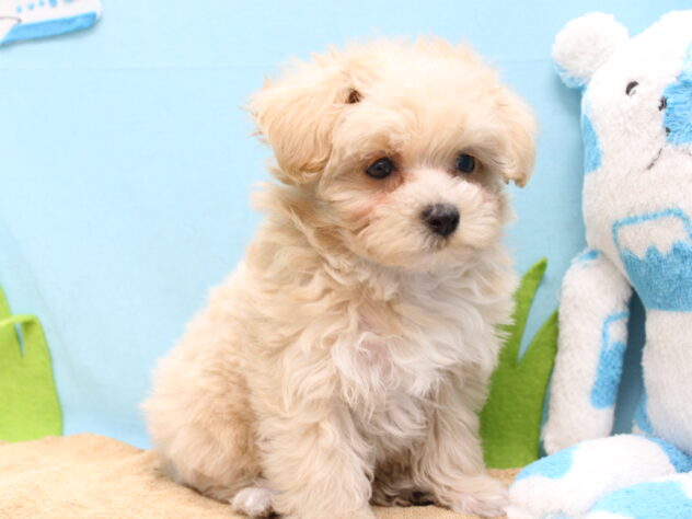 愛媛県のハーフ犬・ミックス犬 (アミーゴ今治店/2026年2月1日生まれ/女の子/クリーム)の子犬の2枚目の画像