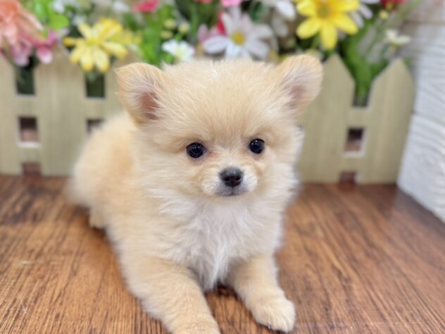兵庫県のハーフ犬・ミックス犬 (ワンキャラット アミーゴ姫路飾磨店/2026年2月19日生まれ/女の子/クリーム)の子犬の3枚目の画像